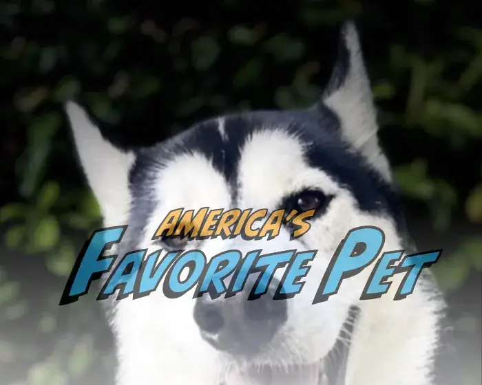 Graphic reading America's Favorite Pet over Cooper's face.