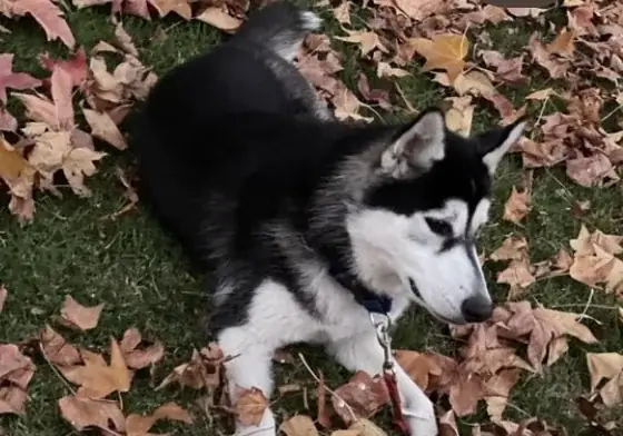 A fall-day stop in the leaves.