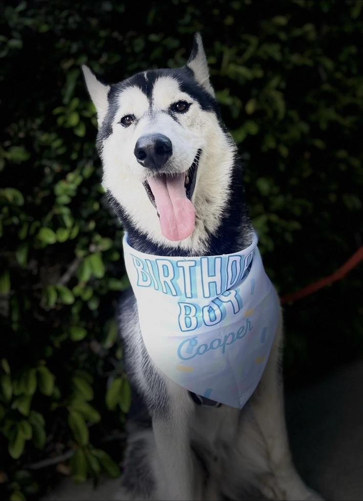 Cooper wearing his Birthday Boy bandana
