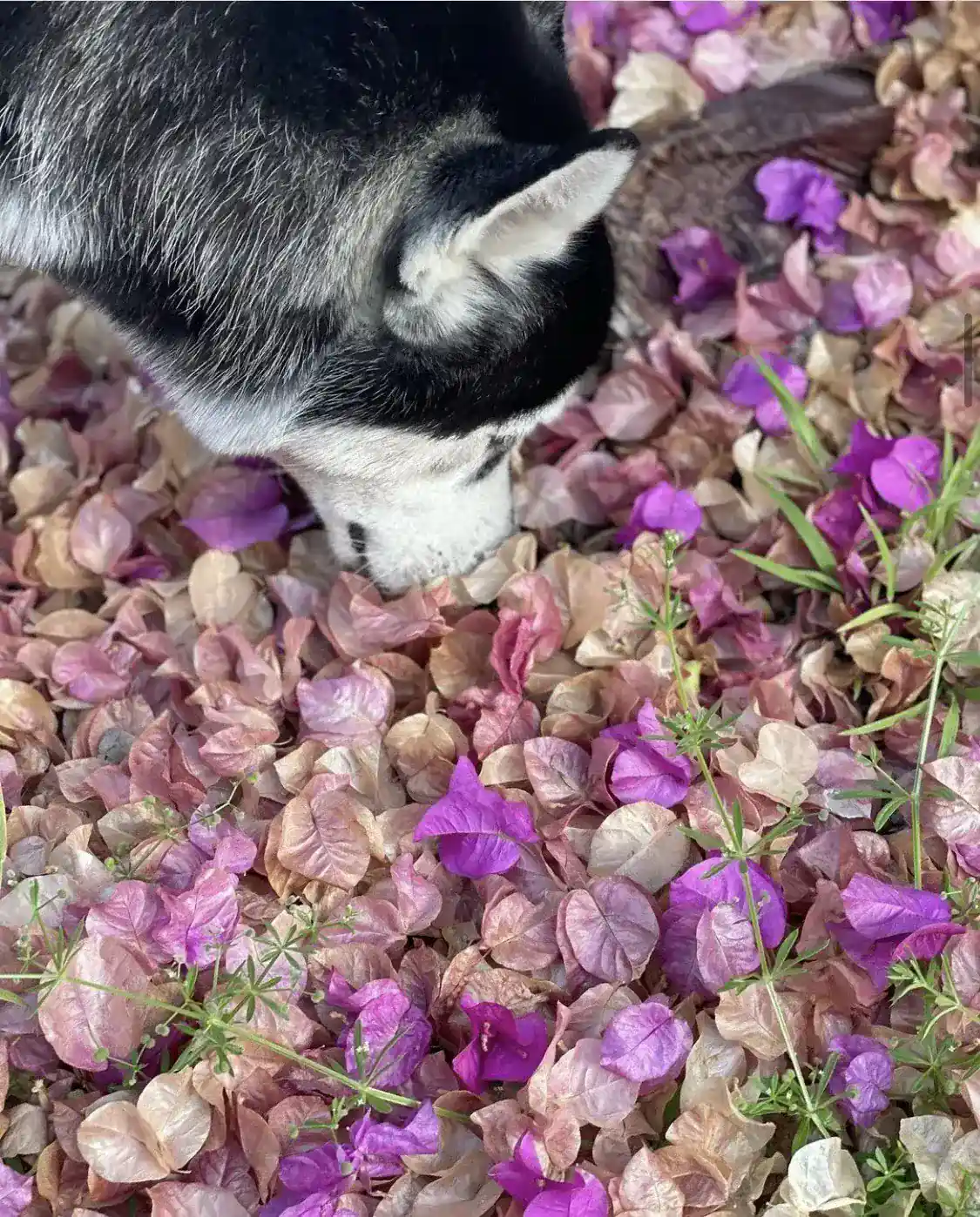 Cooper checking out the flowers.