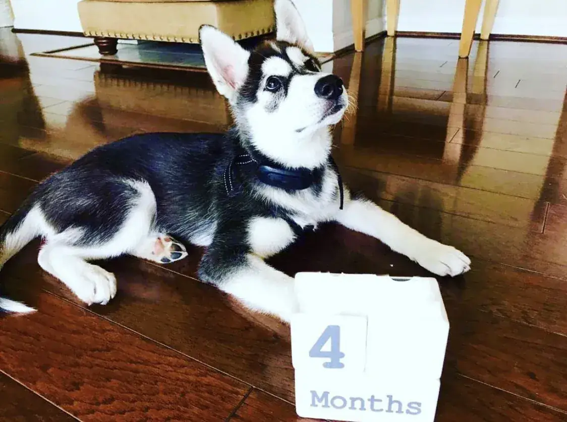 Four months old.