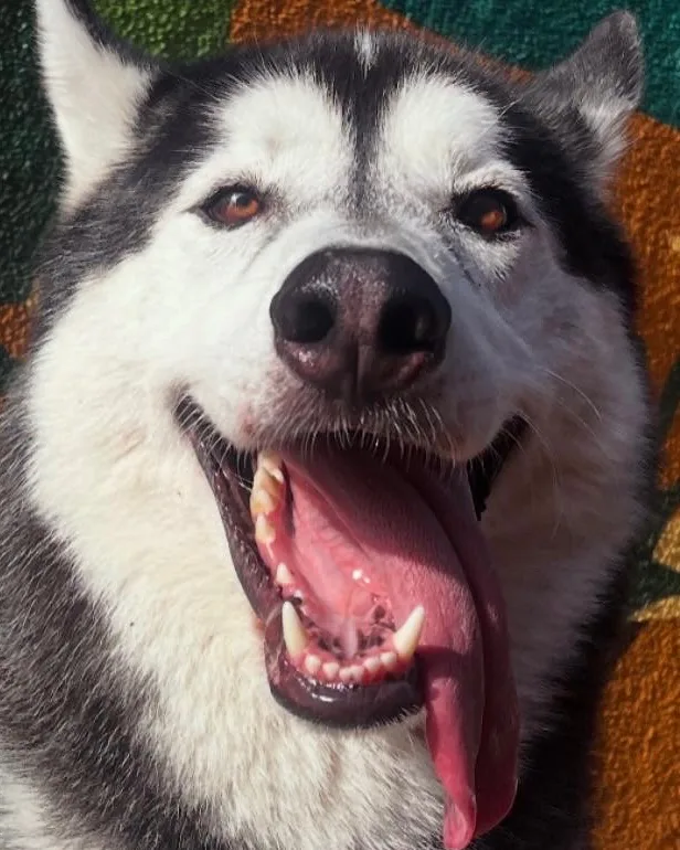 Close-up portrait of Cooper smiling with his tongue out
