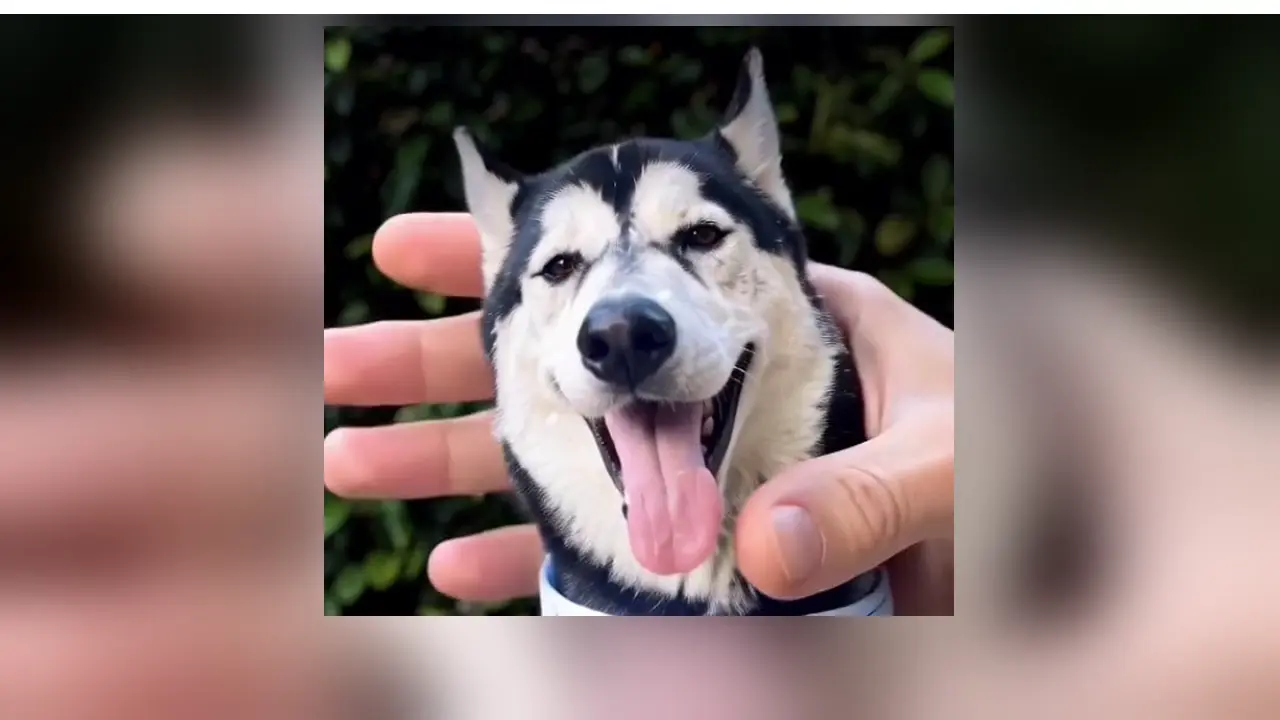Cooper mini movie high-five moment
