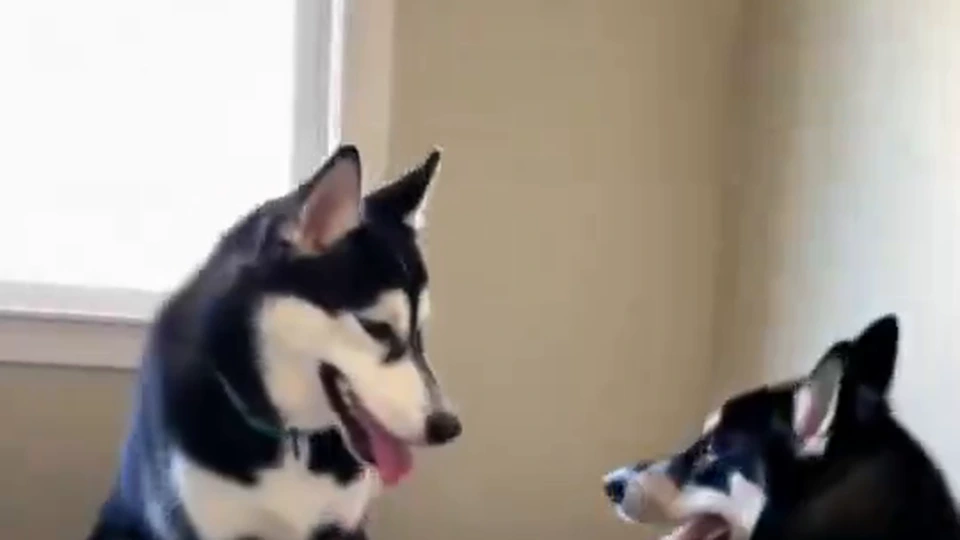 Cooper and Kobe together on a dog bed during the Bed Inspections mini movie