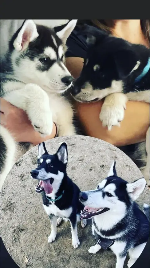A collage showing Cooper and his brother Kobe as puppies and again together a little older.
