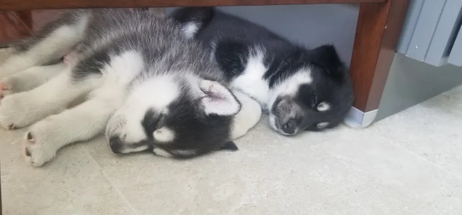 The original puppy photo of Cooper and Kobe together