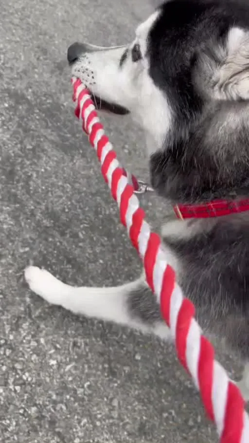 Real Cooper happily carrying his red-and-white leash during a walk