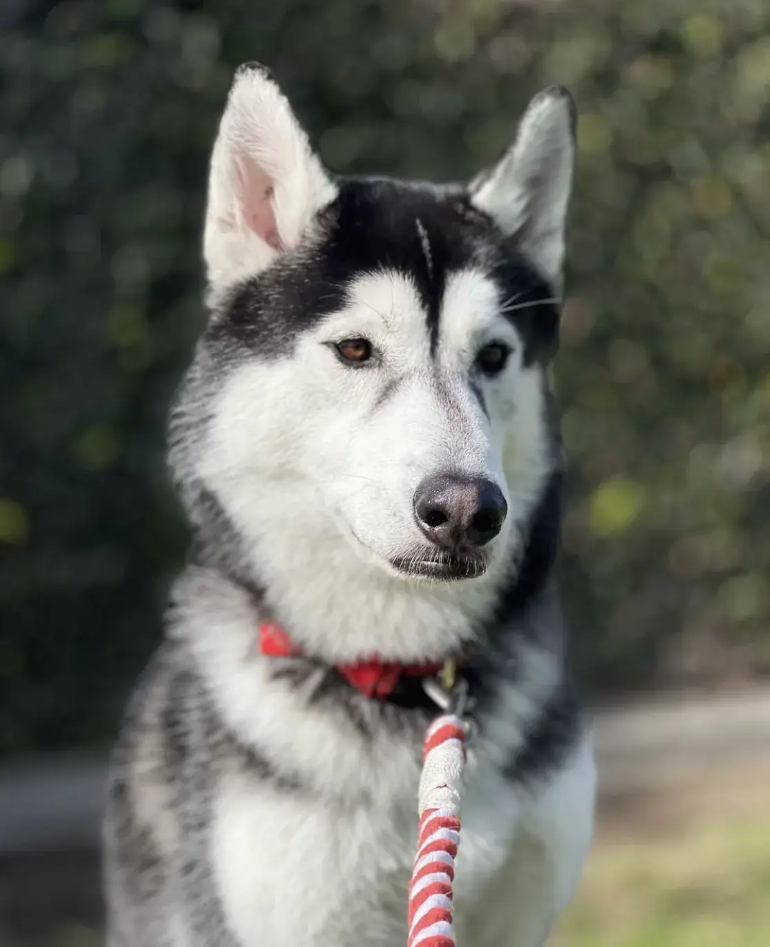 A calm outdoor portrait of Cooper with a red and white leash.