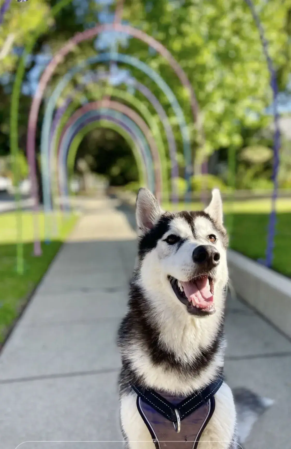 Cooper sitting beneath colorful rainbow arches on a sunny path.