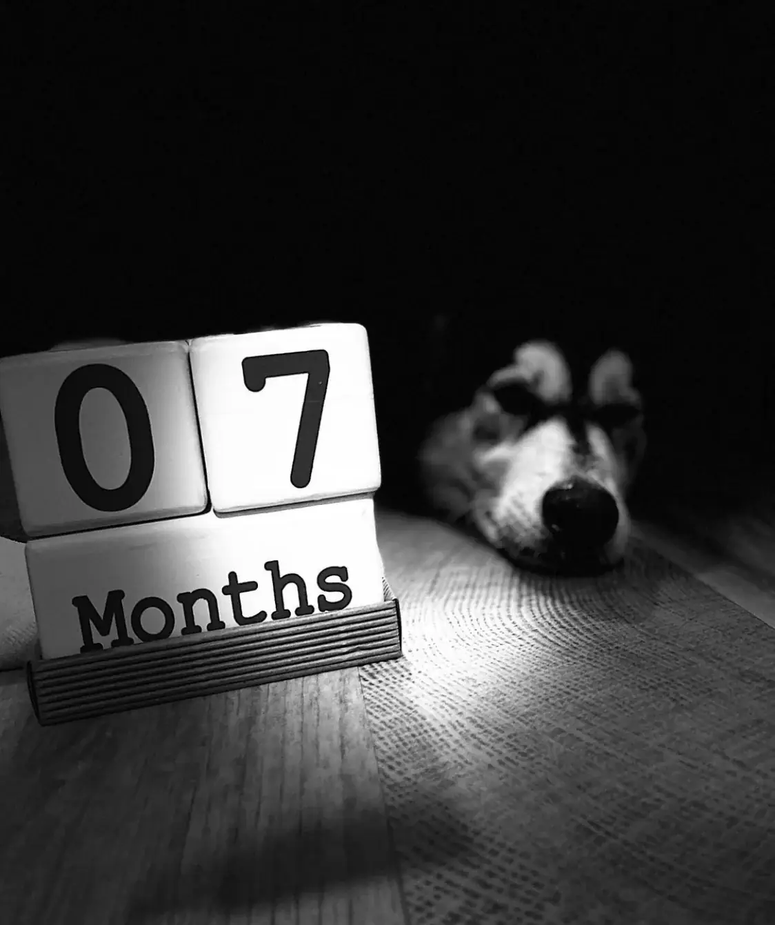 Seven months old.