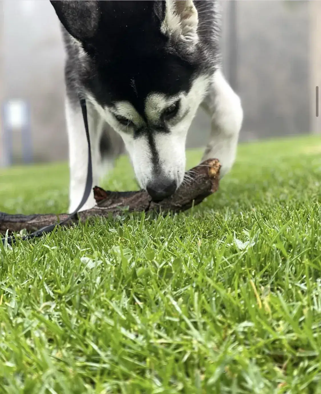 A very important stick inspection.