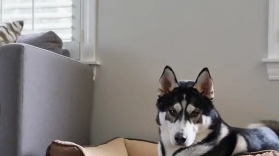 Full view of Cooper investigating a small squeaky toy during the Suspicious Squeak mini movie