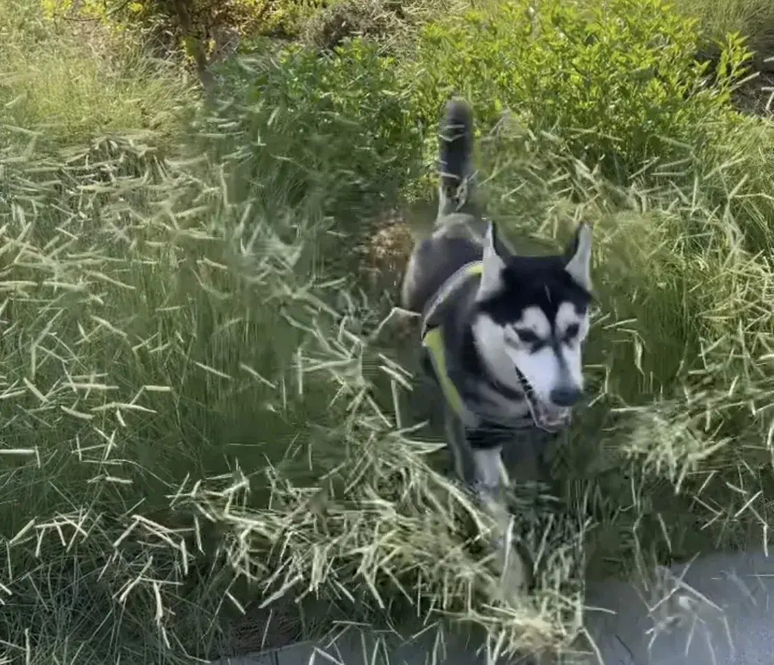 Adventure through the tall grass.