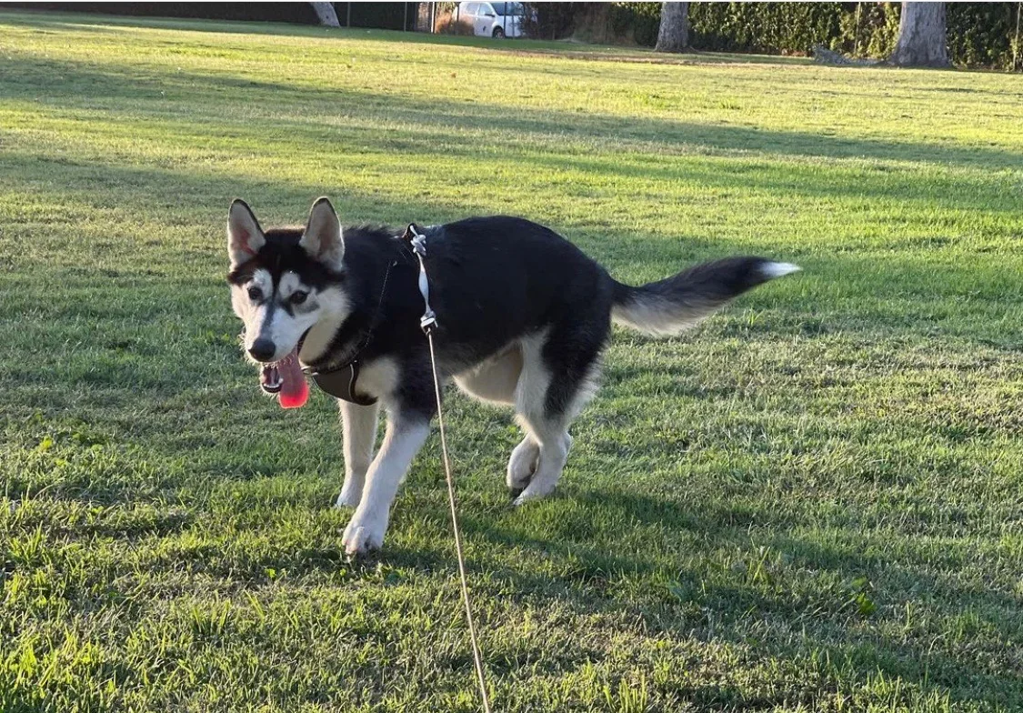 Cooper walking through a park
