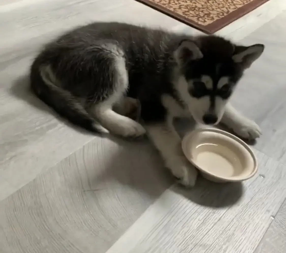 Early mealtime negotiations.