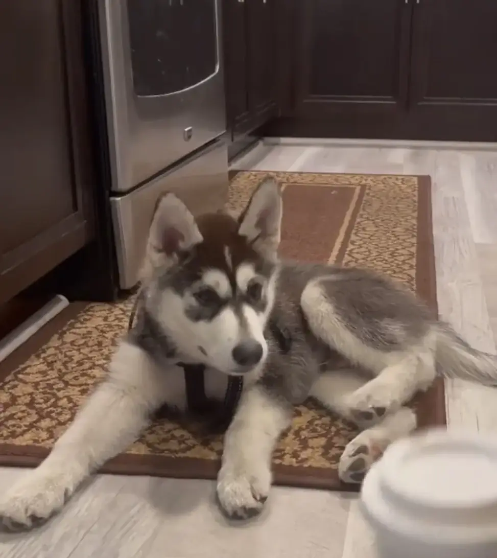 Kitchen-side puppy supervision.